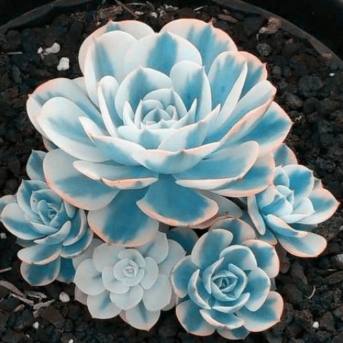Succulent Seeds - All In One For Home Gardens