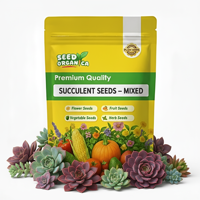 Succulent Seeds – Mixed