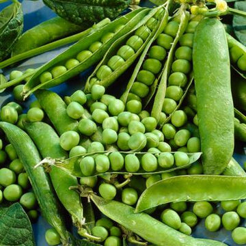 Sugar Ann Pea Seeds