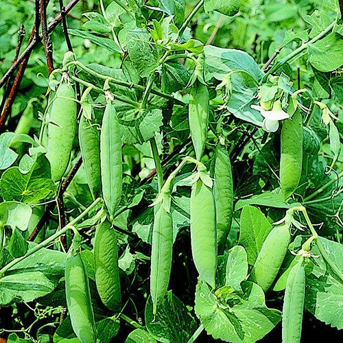 Sugar Ann Pea Seeds