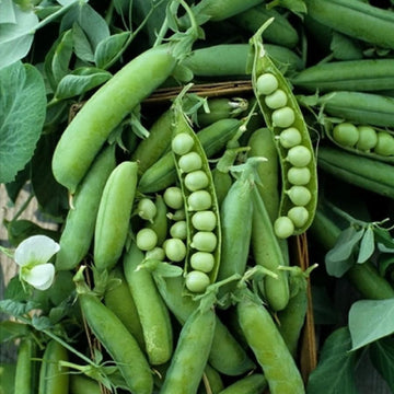 Sugar Ann Pea Seeds