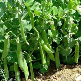 Sugar Ann Pea Seeds