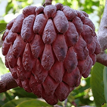 Sugar Apple Seeds – Burgundy