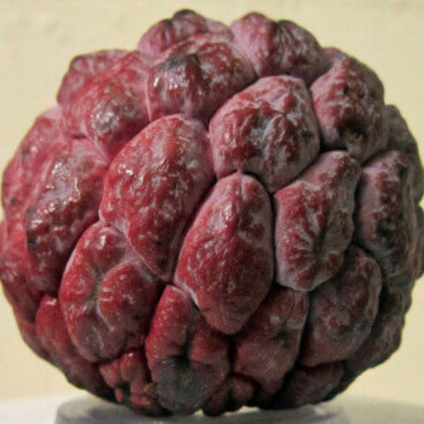 Sugar Apple Seeds – Burgundy