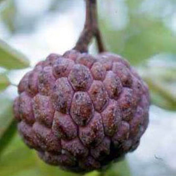 Sugar Apple Seeds – Burgundy