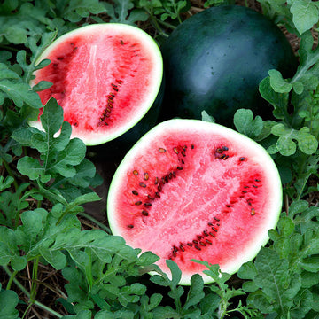 Sugar Baby Watermelon Seeds - Fruit Plant