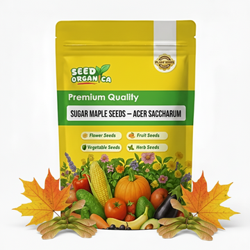 Sugar Maple Seeds – Acer saccharum