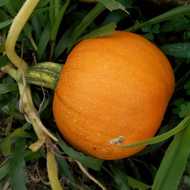 Sugar Pumpkin Seeds