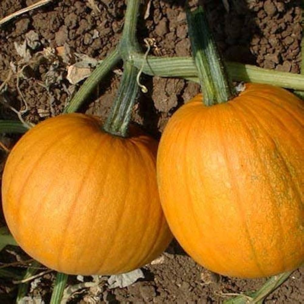 Sugar Pumpkin Seeds