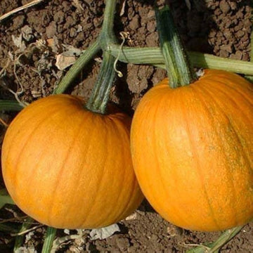 Sugar Pumpkin Seeds