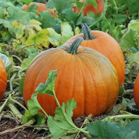 Sugar Pumpkin Seeds