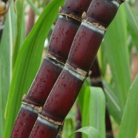 Sugarcane Seeds – Red