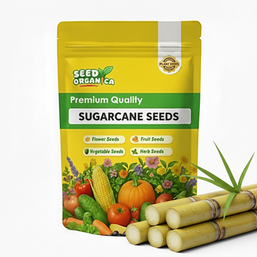 Sugarcane Seeds