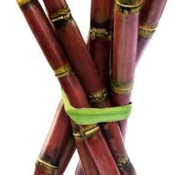 Sugarcane Seeds – Red