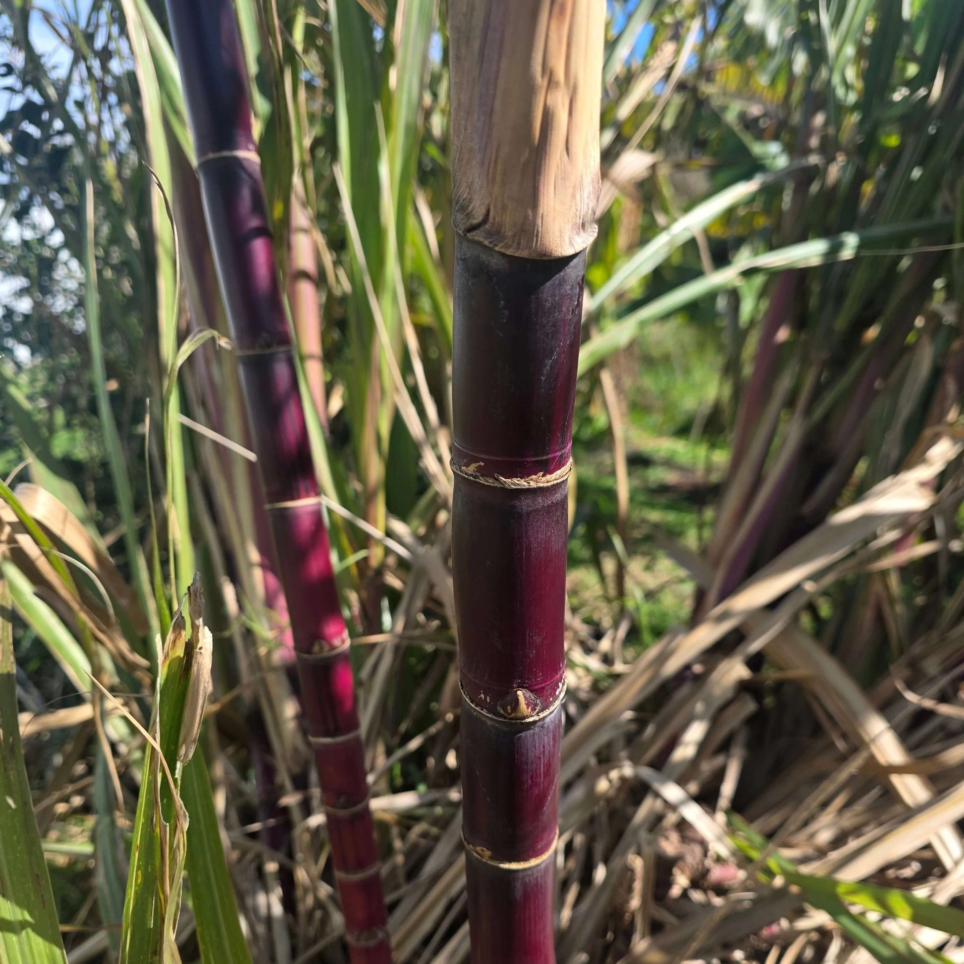 Sugarcane Seeds – Red