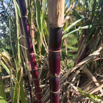 Sugarcane Seeds – Red