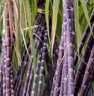 Sugarcane Seeds