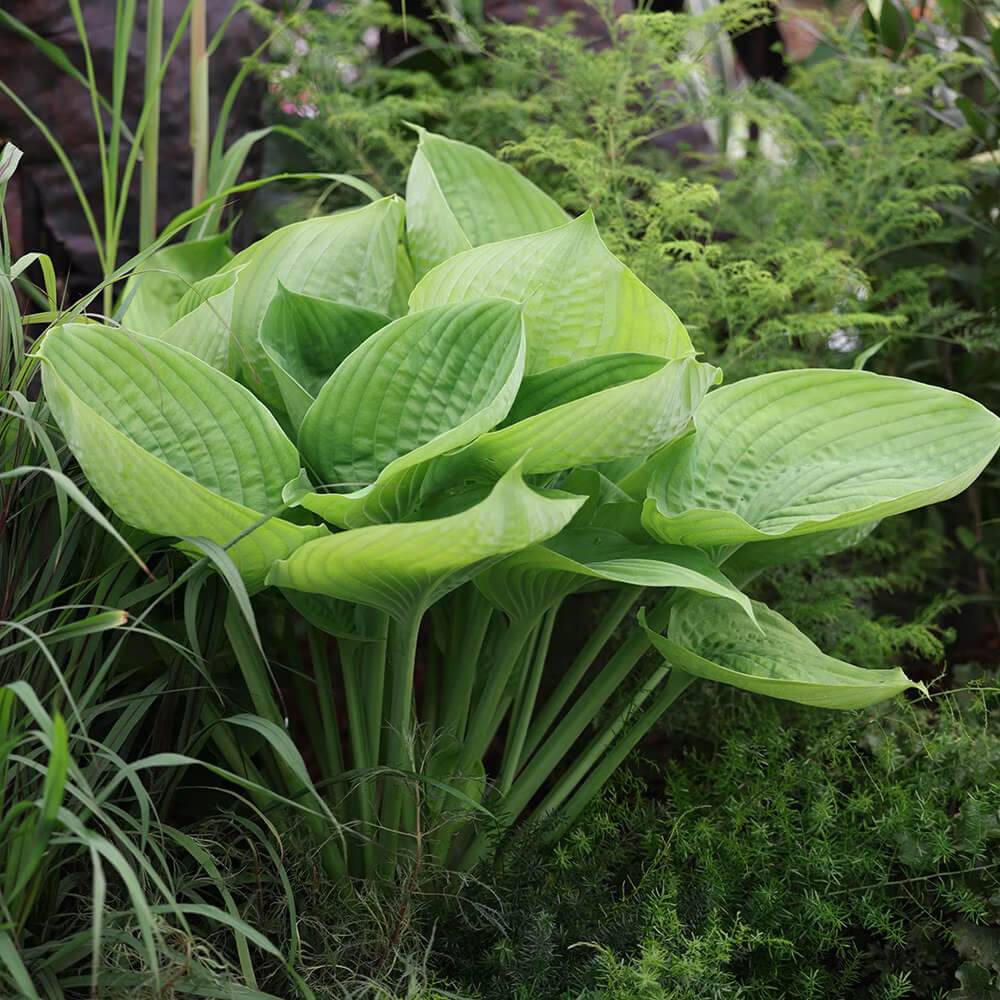 Sum And Substance Hosta Seeds - Flower Plant