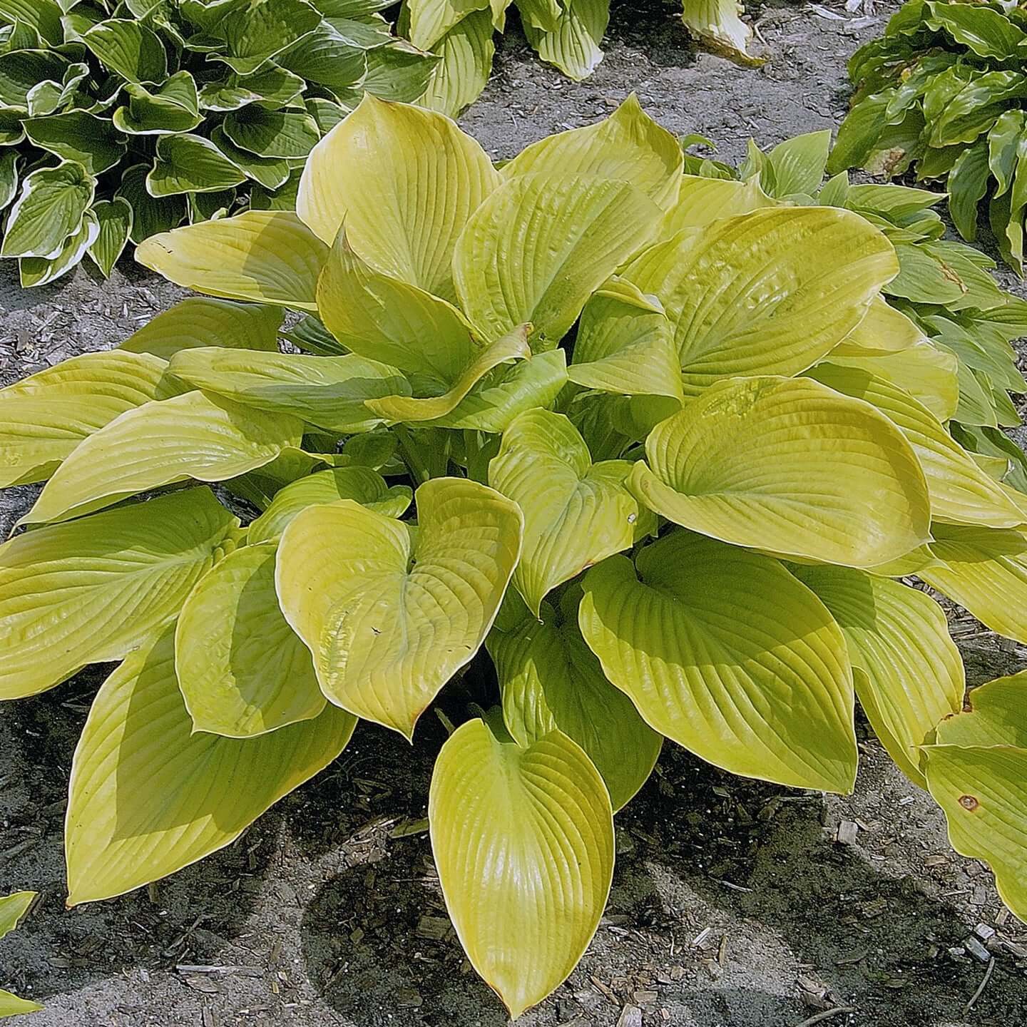 Sum And Substance Hosta Seeds - Flower Plant
