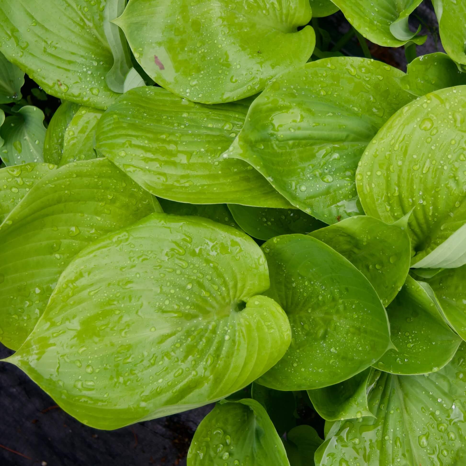 Sum And Substance Hosta Seeds - Flower Plant