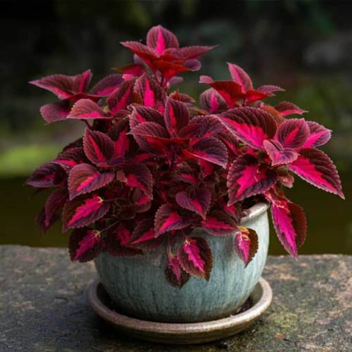 Summer Coleus Seeds