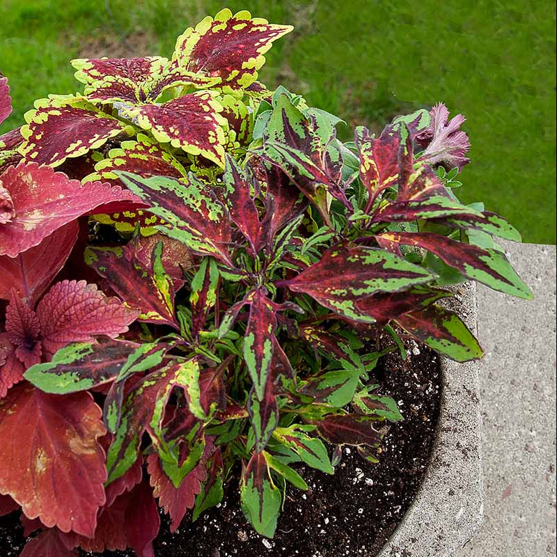 Summer Coleus Seeds
