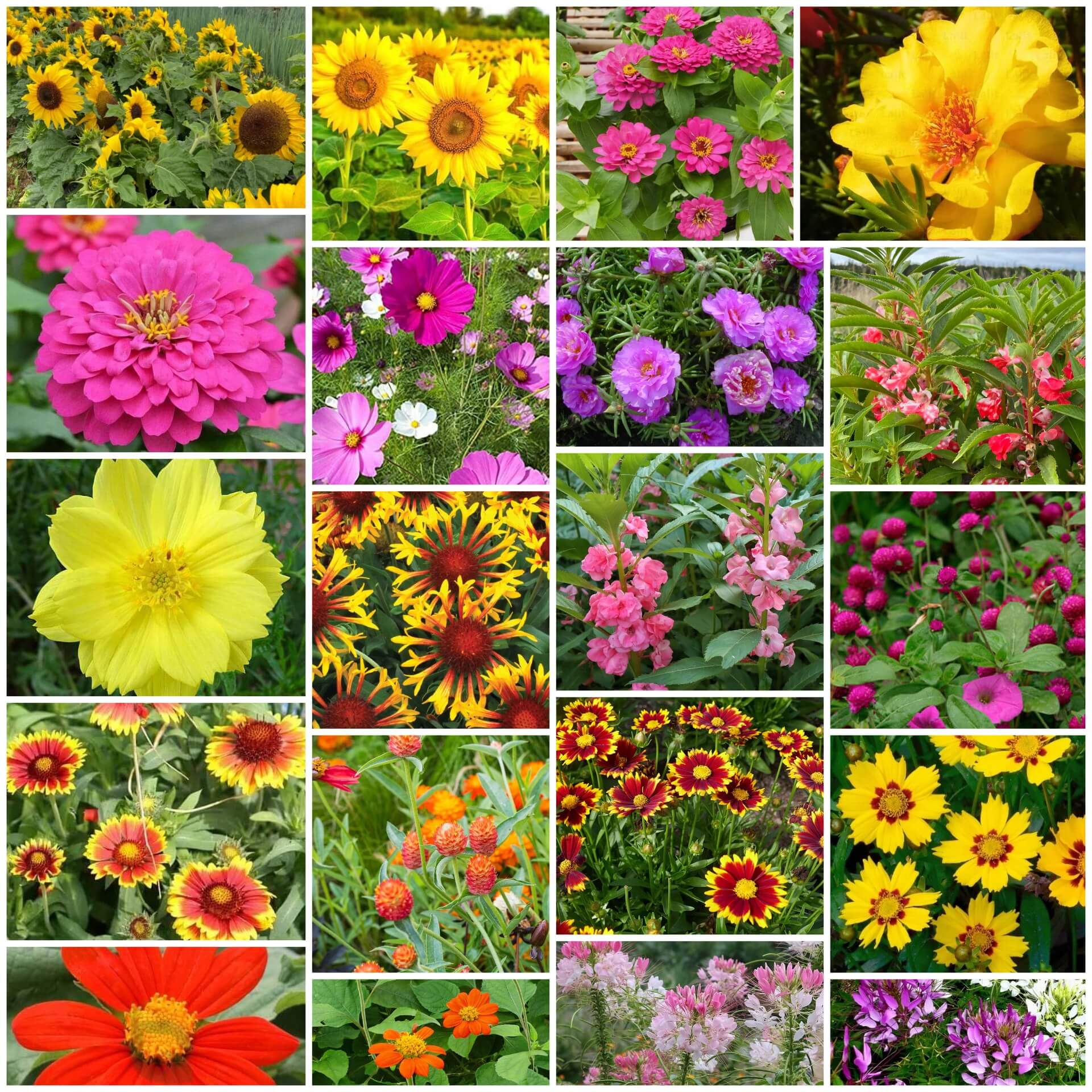 Summer Flower Garden Pack Seeds