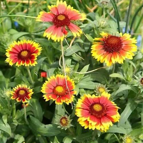 Summer Flower Garden Pack Seeds