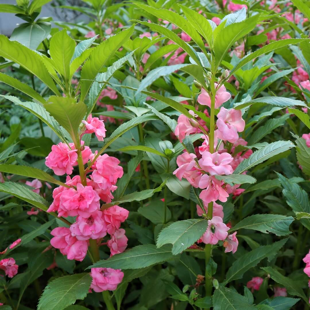 Summer Flower Garden Pack Seeds