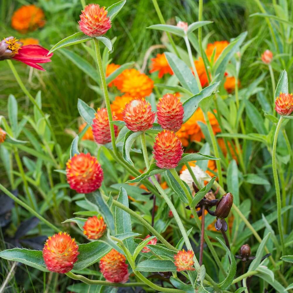 Summer Flower Garden Pack Seeds