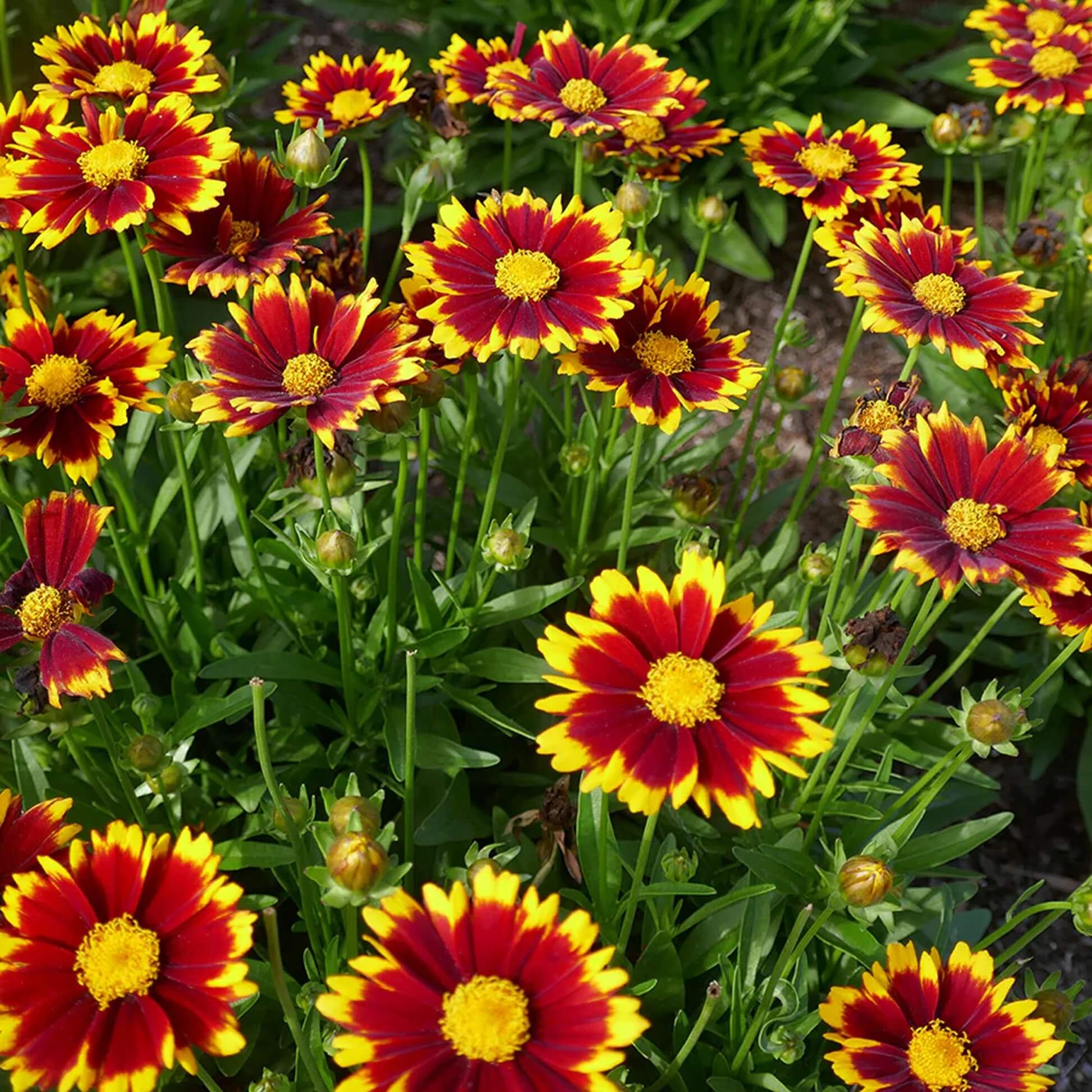 Summer Flower Garden Pack Seeds