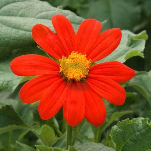 Summer Flower Garden Pack Seeds