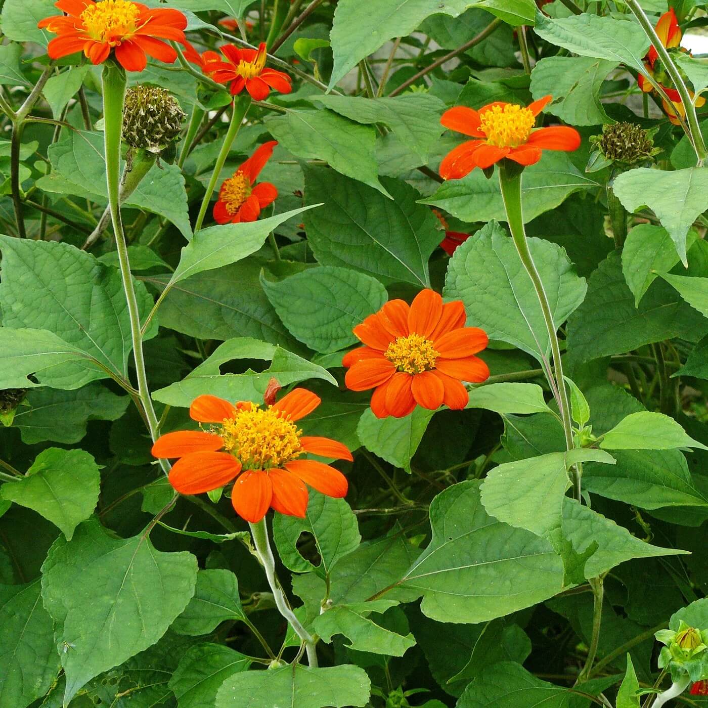 Summer Flower Garden Pack Seeds