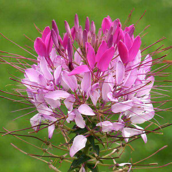 Summer Flower Garden Pack Seeds