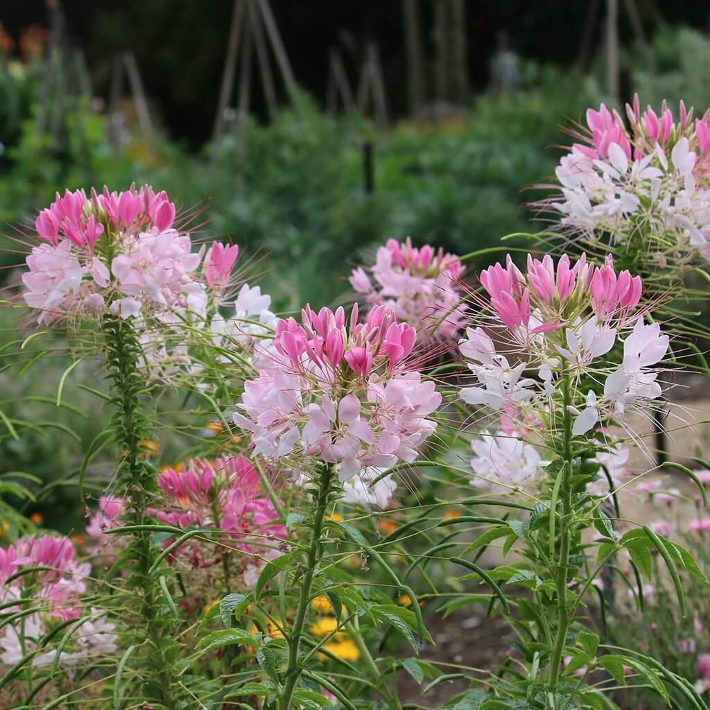 Summer Flower Garden Pack Seeds