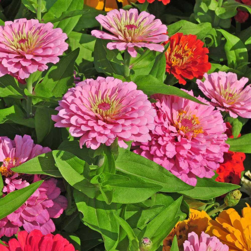 Summer Flower Garden Pack Seeds