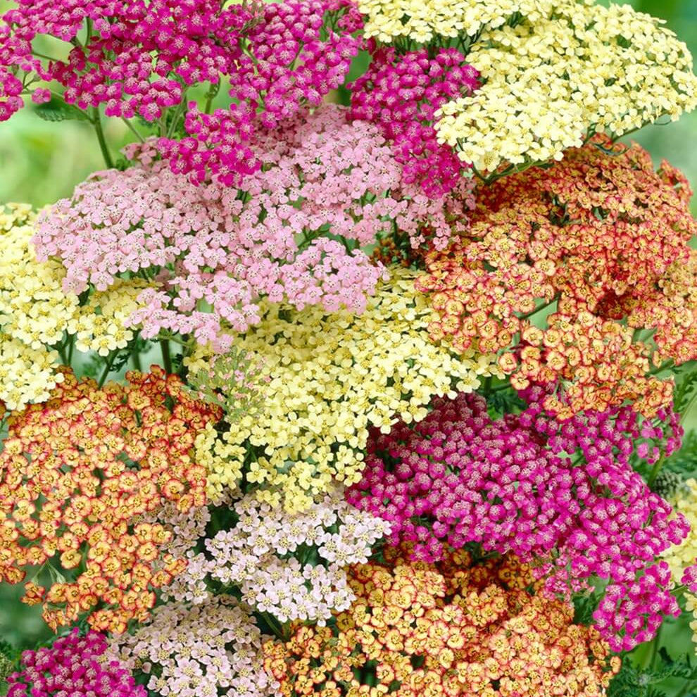 Summer Pastels Mix Achillea Seeds - Flower Plant