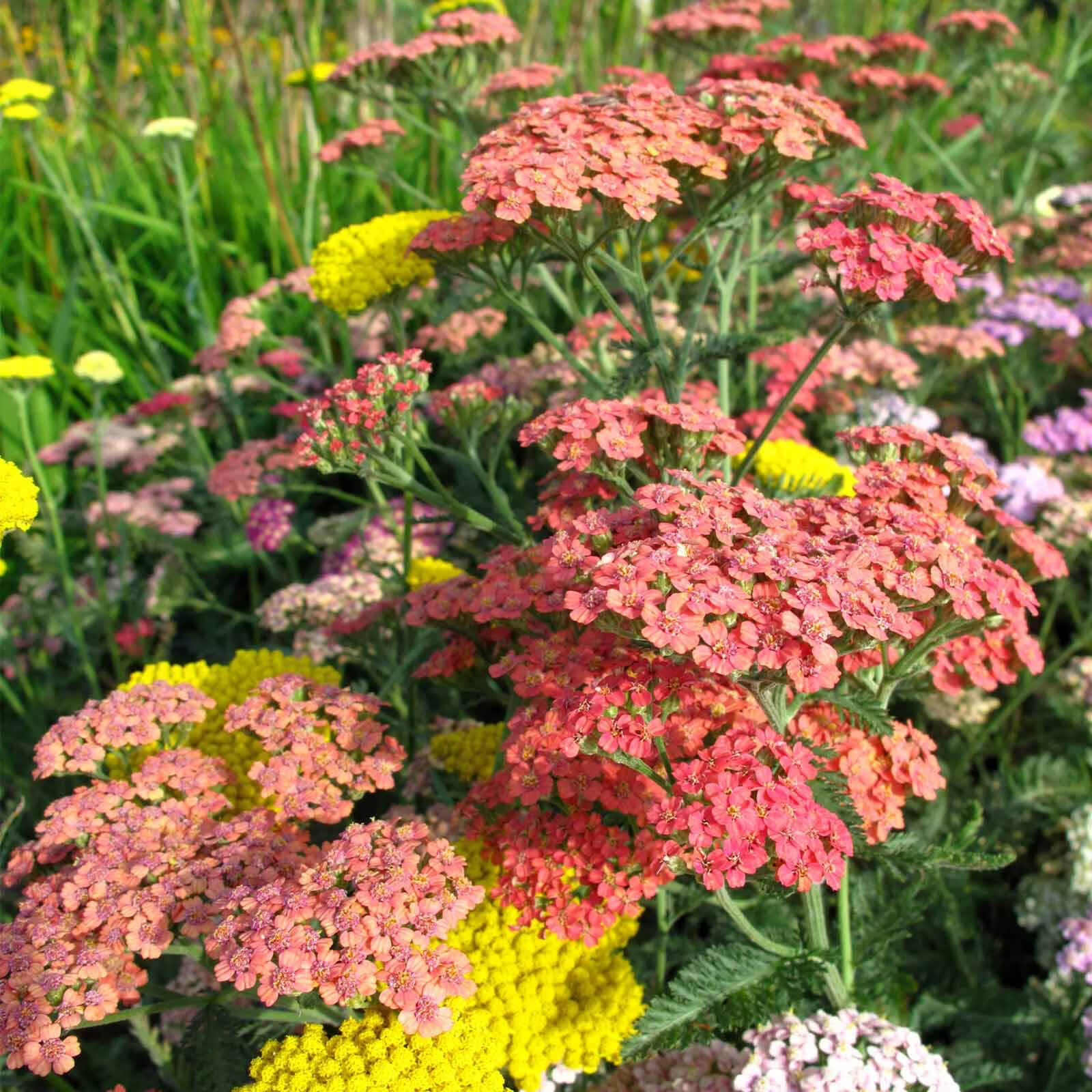 Summer Pastels Mix Achillea Seeds - Flower Plant