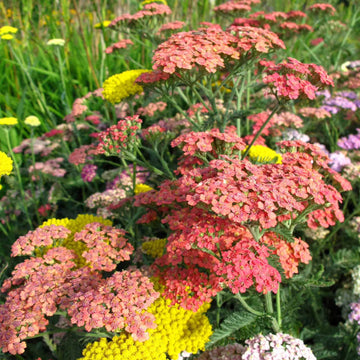 Summer Pastels Mix Achillea Seeds - Flower Plant