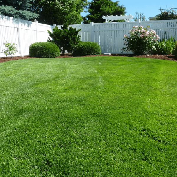 Sun And Heat Resistant Grass Seeds - Flower Plant