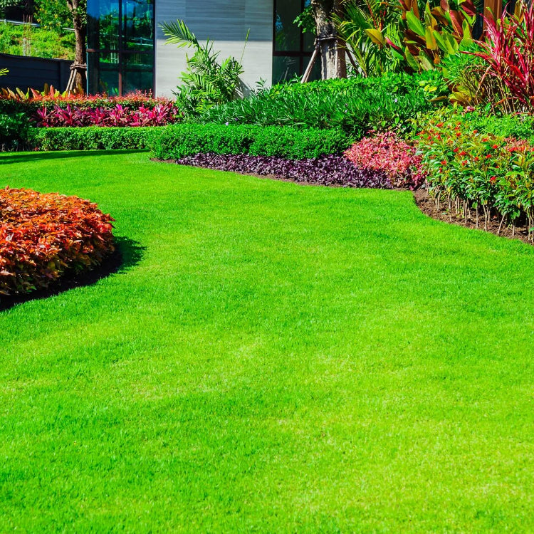 Sun And Heat Resistant Grass Seeds - Flower Plant