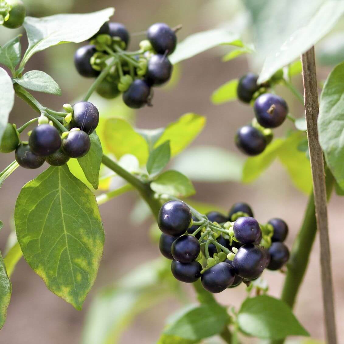 Sunberry Seeds - Herbal Plant for Home Gardens