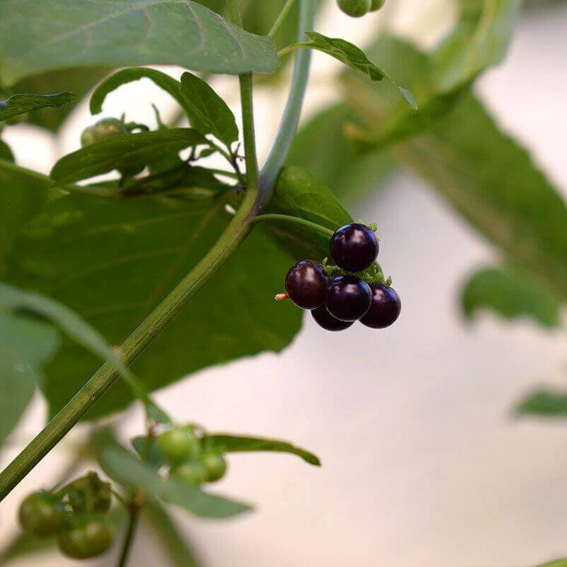 Sunberry Seeds - Herbal Plant for Home Gardens