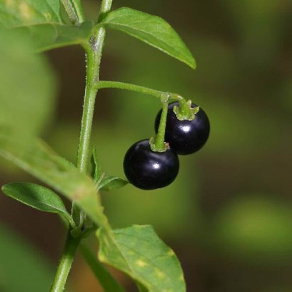 Sunberry Seeds - Herbal Plant for Home Gardens