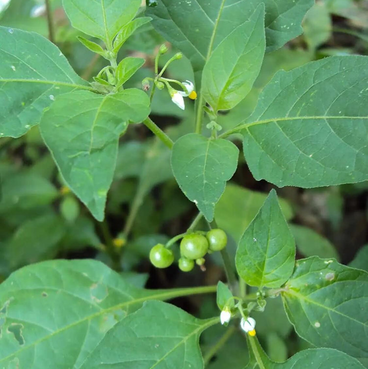 Sunberry Seeds - Herbal Plant for Home Gardens