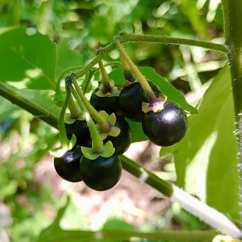 Sunberry Seeds - Herbal Plant for Home Gardens