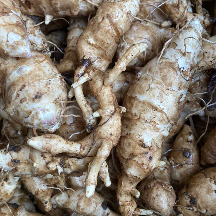 Sunchoke Seeds - Vegetable Plant foe Home Gardens