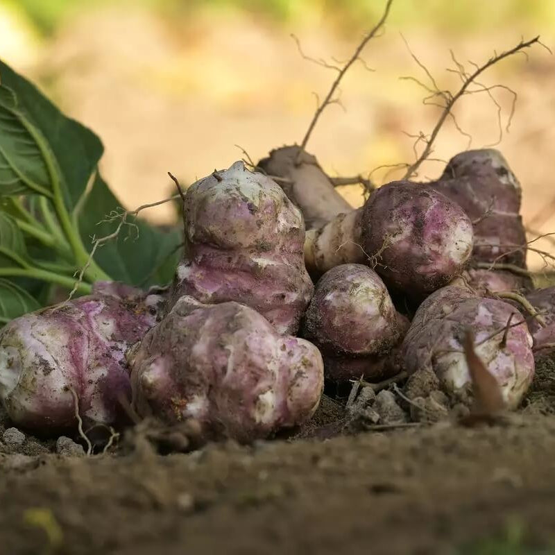 Sunchoke Seeds - Vegetable Plant foe Home Gardens