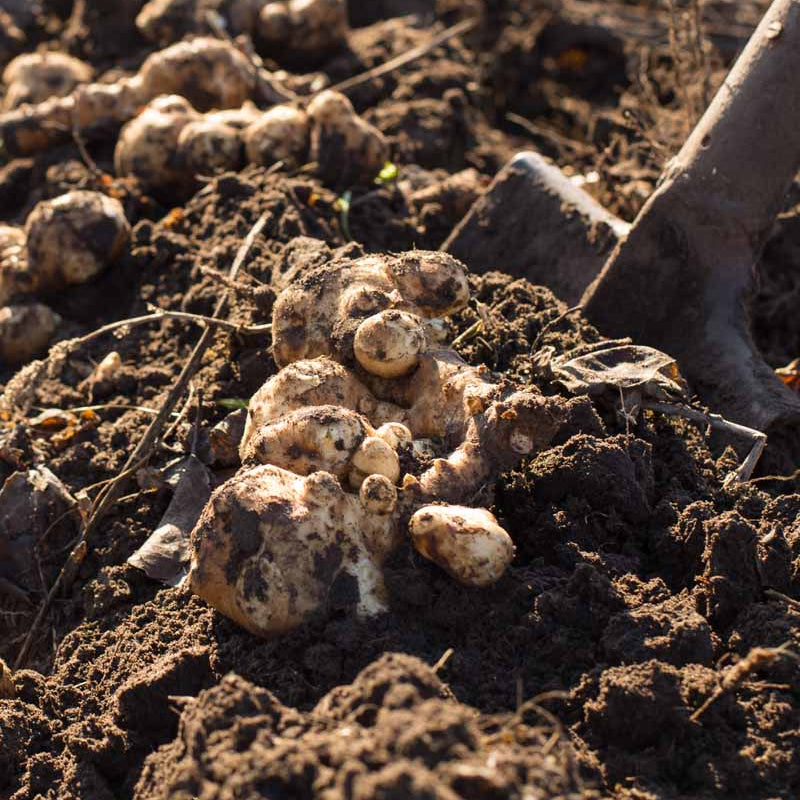 Sunchoke Seeds - Vegetable Plant foe Home Gardens