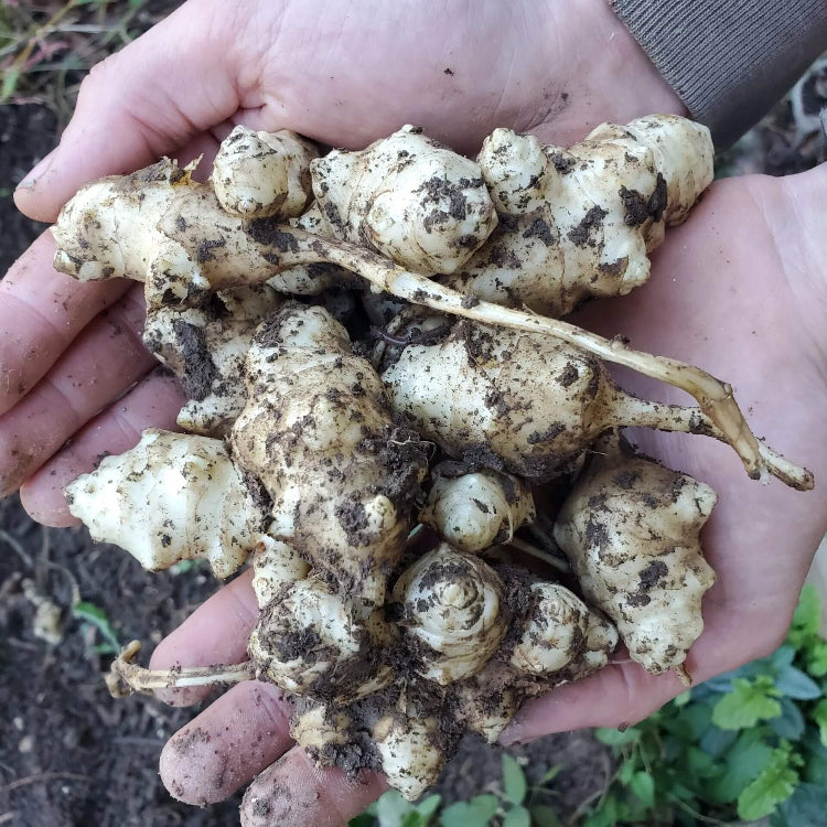 Sunchoke Seeds for Planting